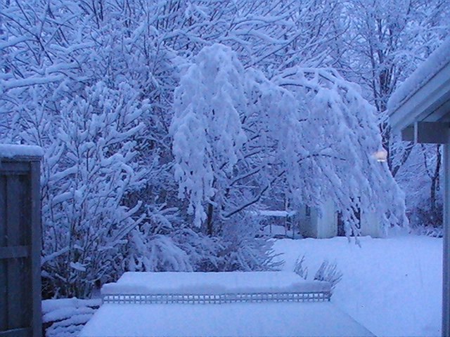så hemla gött med snö . Foto: Patte. Åkare: ingen.