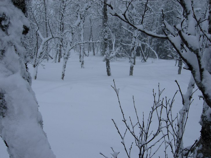 Foto: Niklas Blomstedt.