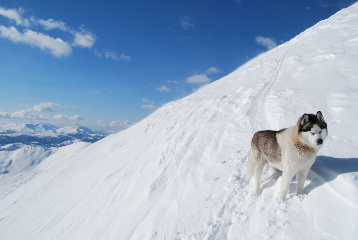 Foto: Göran Månsson. Åkare: Aslan.