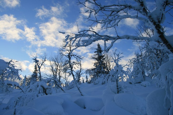En fin bild på den nyfallna snön.. Foto: Alexander Ovinder.