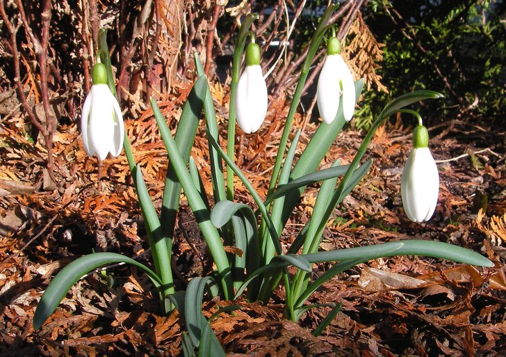 nu är våren här !!! Snodropparna exploderar fra. Foto: Johanna Broo.