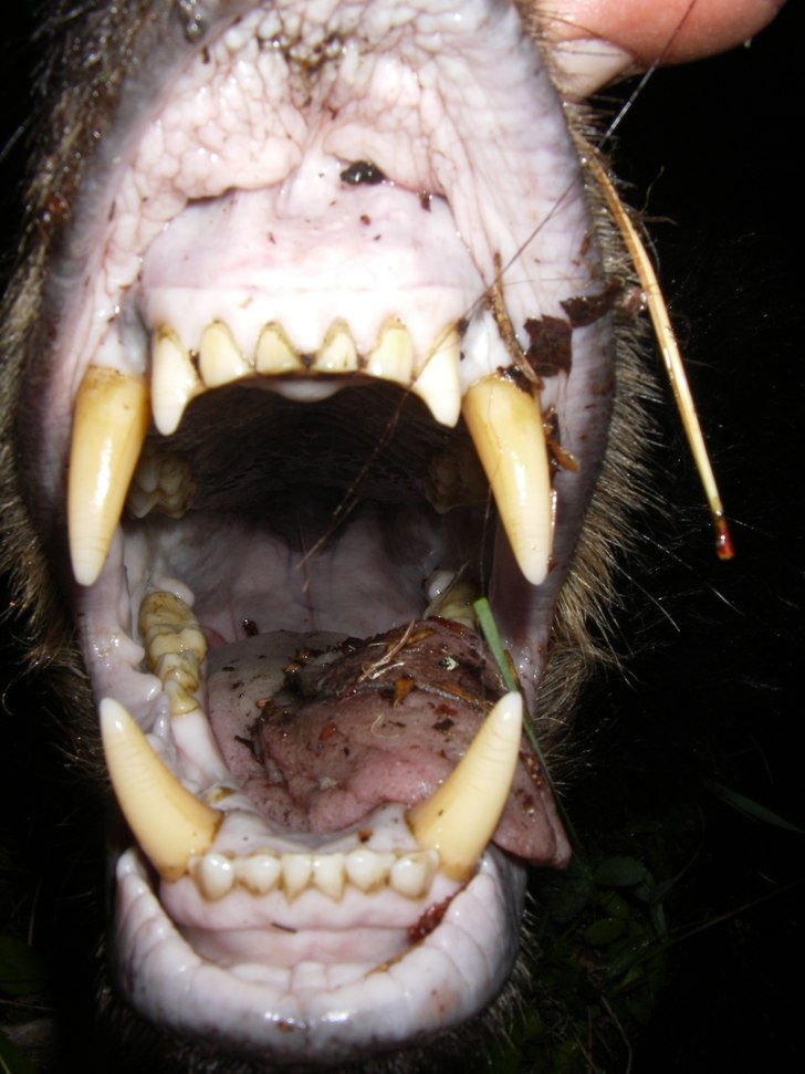 han attackerade fel snubbe den dagen...
PS unders. Foto: Björn. Åkare: Också björn, fast en svart en..