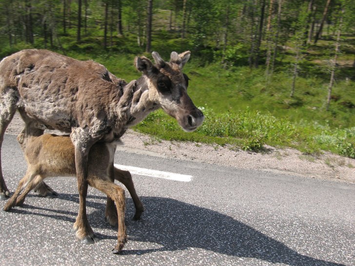 Foto: Felix. Åkare: Reidar och Lill-Runar.