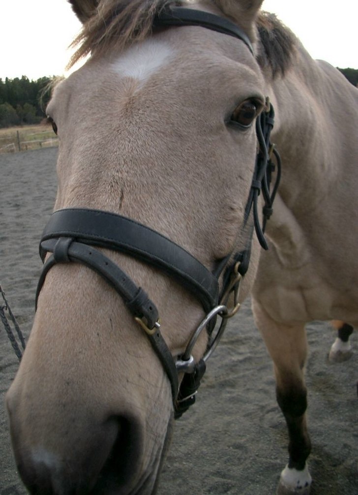 Min gamla krigare Nappe. Foto: Emma görander. Åkare: Golden Napoli.