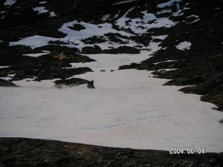 Sorbe åkning i midnattsol. tog en tur ner mot Bj�. Foto: Kevin Bergström. Åkare: Henning Holmberg.