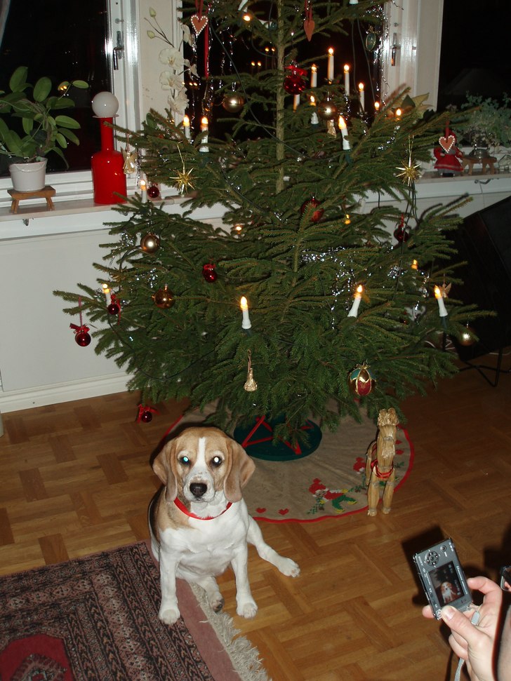 Ronja, klädd i enlighet med juletid.. Foto: Anders Landén. Åkare: Santas little helper (Ronja).