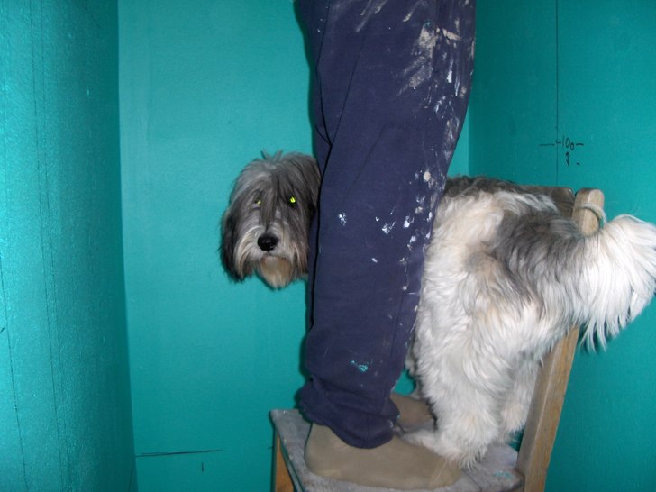 Hunden hjälper till o renovera badrum, vad gör m. Foto: Eva Forsberg. Åkare: peter o ricko.