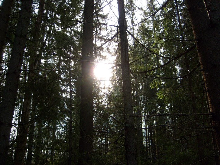 var ute i skogen o fotta. Foto: jonatan åström.
