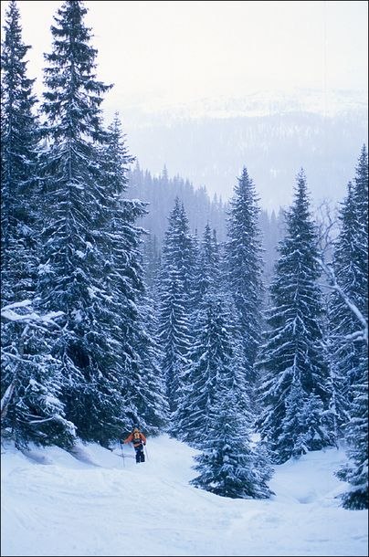 niclas cronsioe glider in i bäckravinen, åre. Foto: David Elmfeldt. Åkare: Niclas Cronsioe.