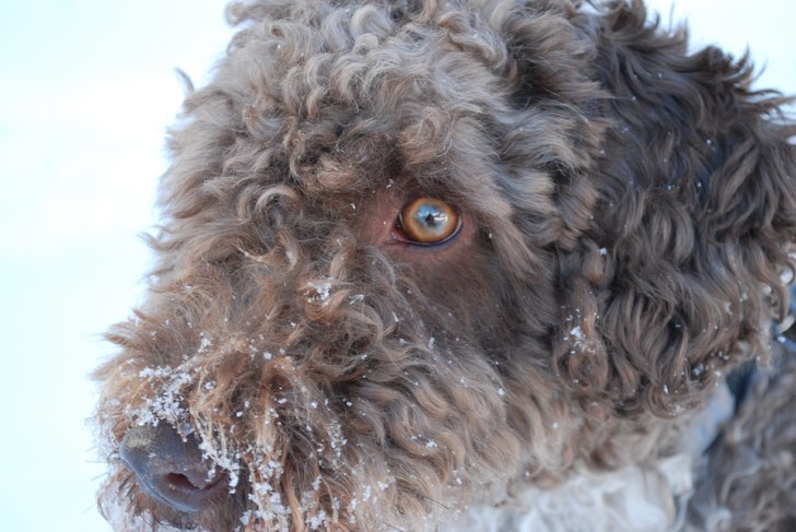 detta är min hund Bella!. Foto: åsa.