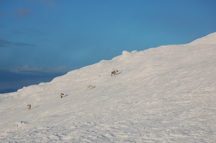 Foto: Magnus Gustavsson. Åkare: Renar.