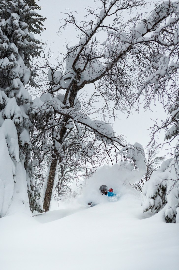 Skogsfluff. Foto: Anders Klapp. Åkare: Fredrik Quistgaard.