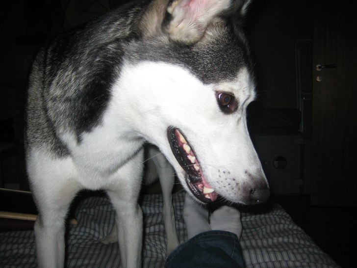 Han är grym, kan springa i 60 blås nedför piste. Foto: Martin Hallengren. Åkare: Min vän Conny.