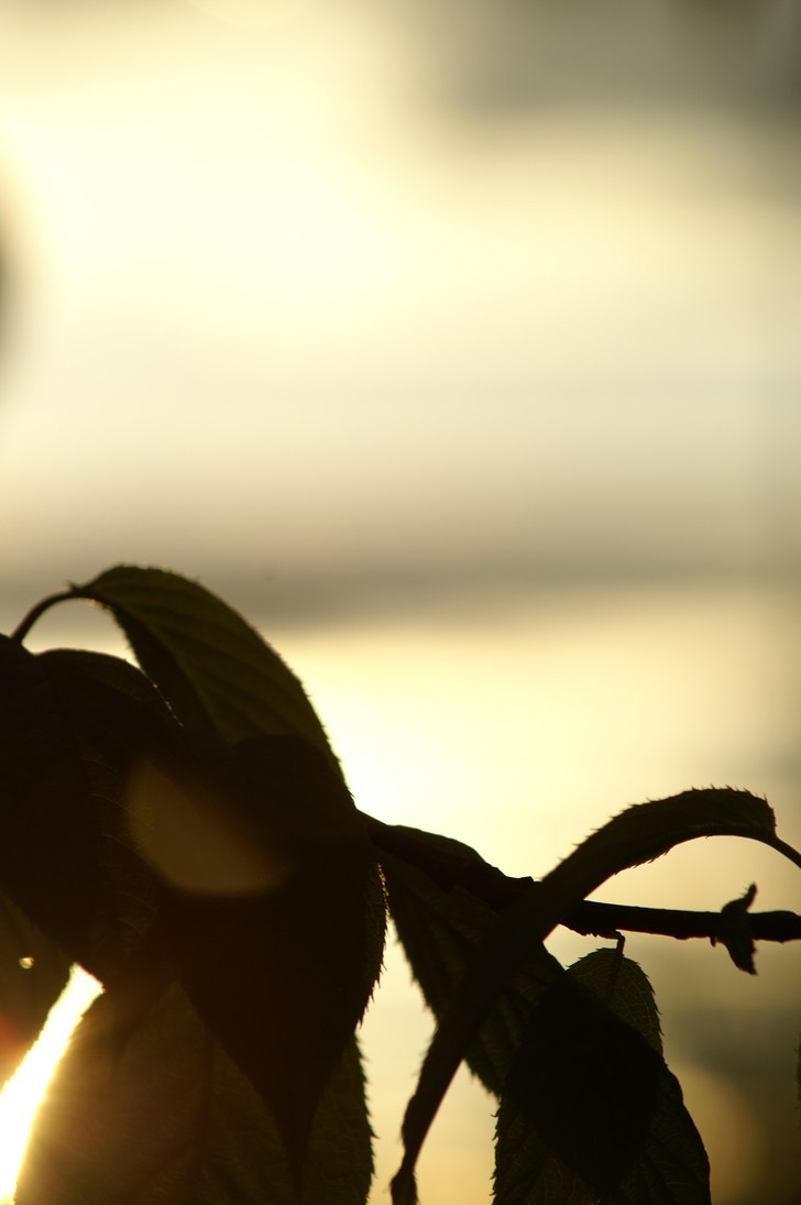 löv i motljus. Foto: Ludde Larsson.