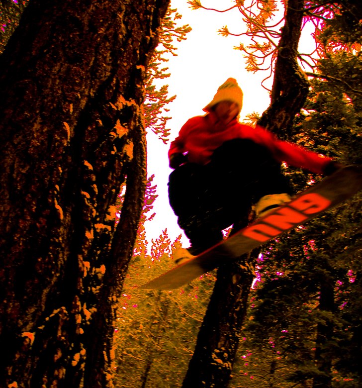 Två träd som växer ifrån varandra.. Perfa att . Foto: Per Rönström. Åkare: Martin.