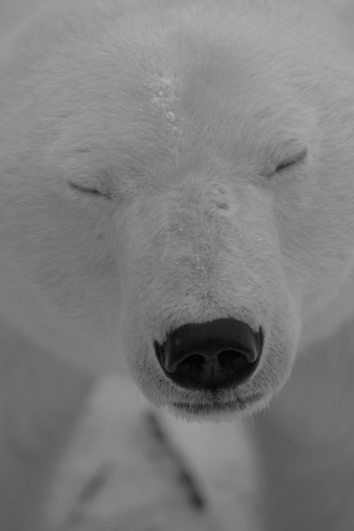 Foto: Fredrik Gustafsson. Åkare: Mr: Bear.