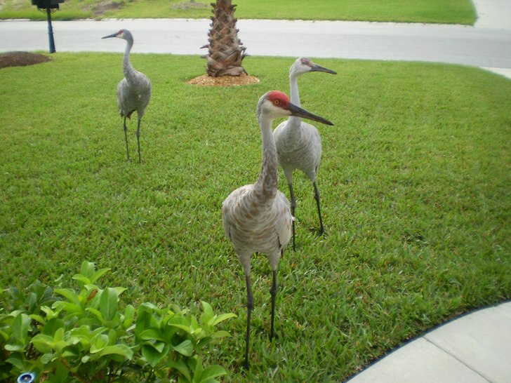 Face to Face with the biggest birds i ever been so.