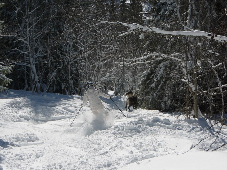 Akta Renen. Foto: Emil Lidberg. Åkare: Renen.