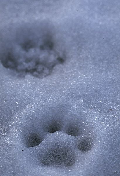 lodjursspår precis utanför huset..lite läskig. Foto: Johan Engelmark.