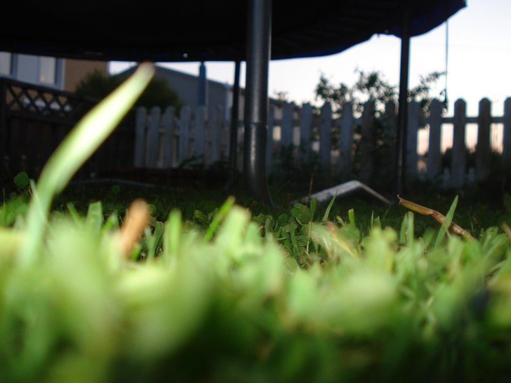 en bild. Foto: albin öster. Åkare: gräset.