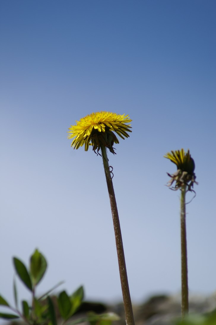 maskrosor kan vara fina de med xD. Foto: Ludde Larsson.