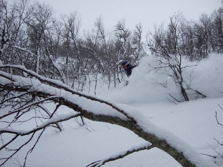 Skogsåkning i Ramis.... Foto: Fred Persson. Åkare: Dan Ring.