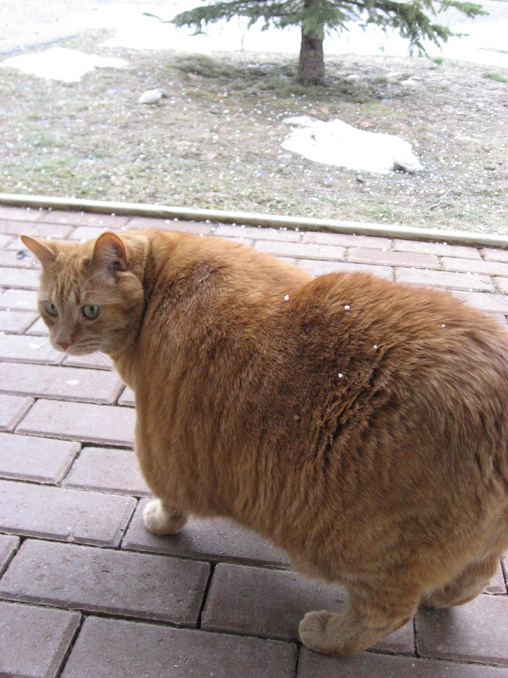 Foto: Henriette. Åkare: Garfield??.