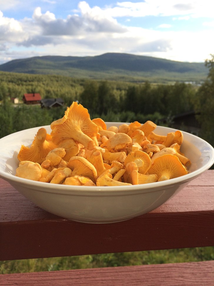 Kantareller i Hemavan.