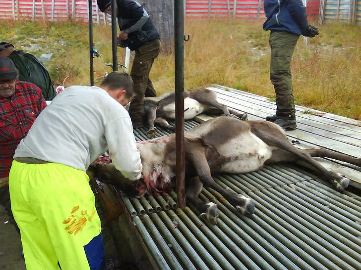 tomten har blivit av med ännu en dragare. Foto: Rudolf med röda mulen. Åkare: blixten.
