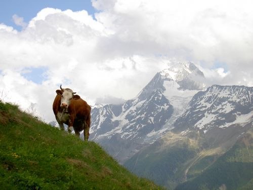 En ko i Schweiz.. Foto: Maria Wahlberg.