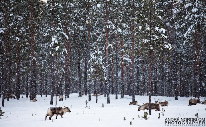 Renar mellan Vemdalen och Hede, Härjedalen.

F�. Foto: André Nordblom.