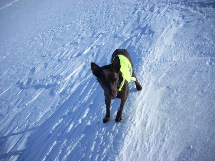 Fjällhunden Lycka står på skrå. Foto: Anna Snäll. Åkare: Lycka.