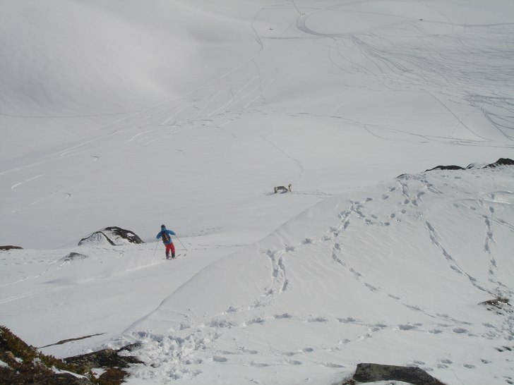 Bosse straightlinear mot en renhjord!. Foto: Håkan Ödman. Åkare: Christoffer Boström.