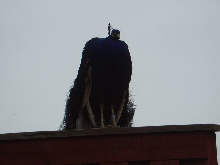 Foto: Agnes Wadelius. Åkare: Pippi.