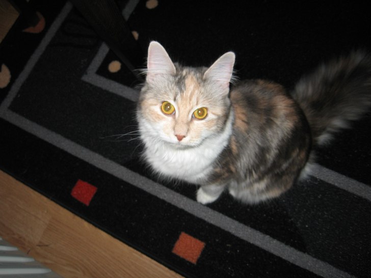 Min katt. Foto: Jag. Åkare: Katten Sindy.