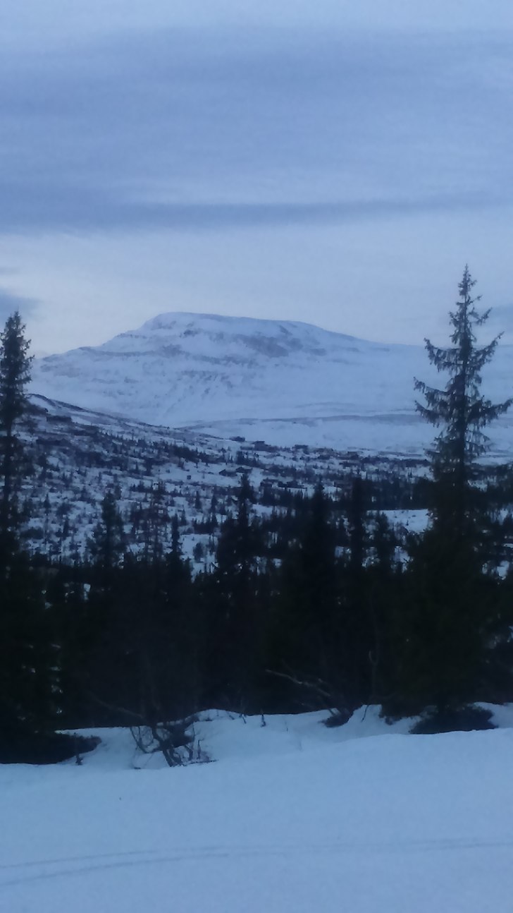 Majestetiske høgevarde 
.