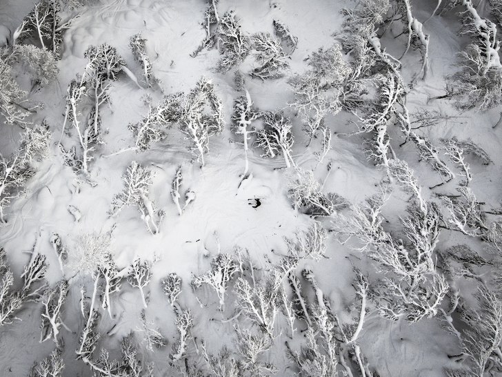 Skogsåkning med Japan-känsla i Tänndalen.. Foto: Petter Elfsberg.