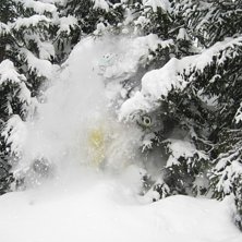 Skogs&aring;kning.. Foto: David Als&eacute;n. &Aring;kare: Erik Nyberg.