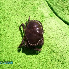 collast =). Foto: sebban.