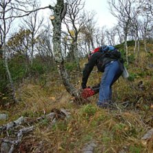 Gles bj&ouml;rkskog p&aring; v&auml;g.... Foto: Elin F&auml;llman. &Aring;kare: Olof Appelblad.
