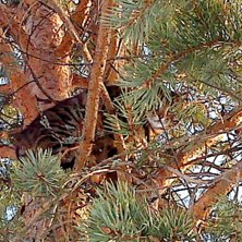 Foto: emelie strindin.