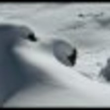 januari puder. Foto: J Bergquist. &Aring;kare: Nicklas Sandeberg.