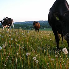 Foto: mads &oslash;stergaard. &Aring;kare: Ko &amp;amp; Ko.