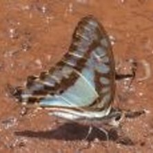 Foto: .......... &Aring;kare: fj&auml;rillen kurt.