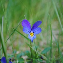 Foto: Linn &Ouml;stlund.