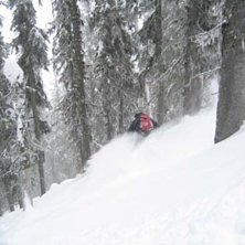 Bland tr&auml;den p&aring; Mt Roberts.
Var n&auml;stan alltid . Foto: Roger J&ouml;nsson. &Aring;kare: Jonas Lundin.