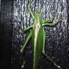 Foto: Anton &Aring;berg. &Aring;kare: Greger.