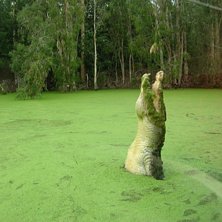 Foto: Karolina.. &Aring;kare: Hurley the Crocodile.