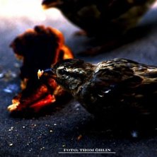 Foto: Thom &Ouml;hlin.