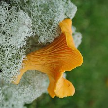 Foto: Linn &Ouml;stlund.